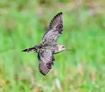 转录因子与靶基因结合序列预测网站 转录因子与靶基因结合序列预测网站